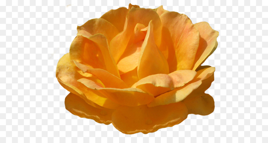 сад роз，оранжевый PNG