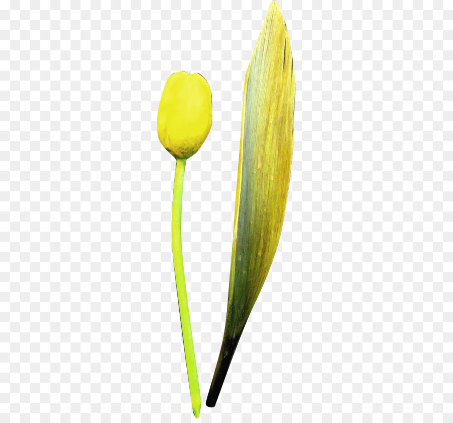 тюльпан，лепесток PNG