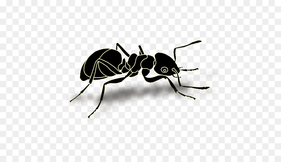 муравей，насекомое PNG
