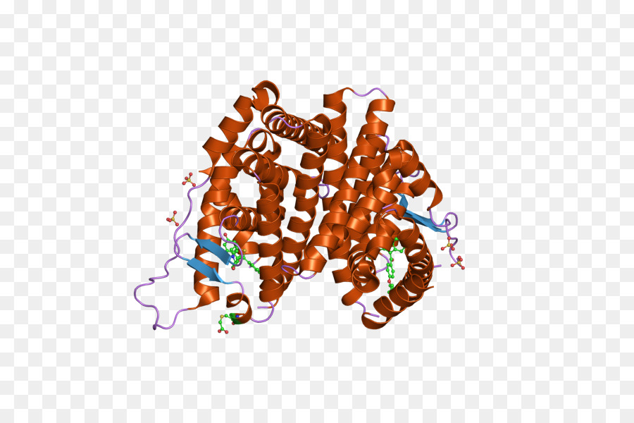 Структура белка，Молекула PNG
