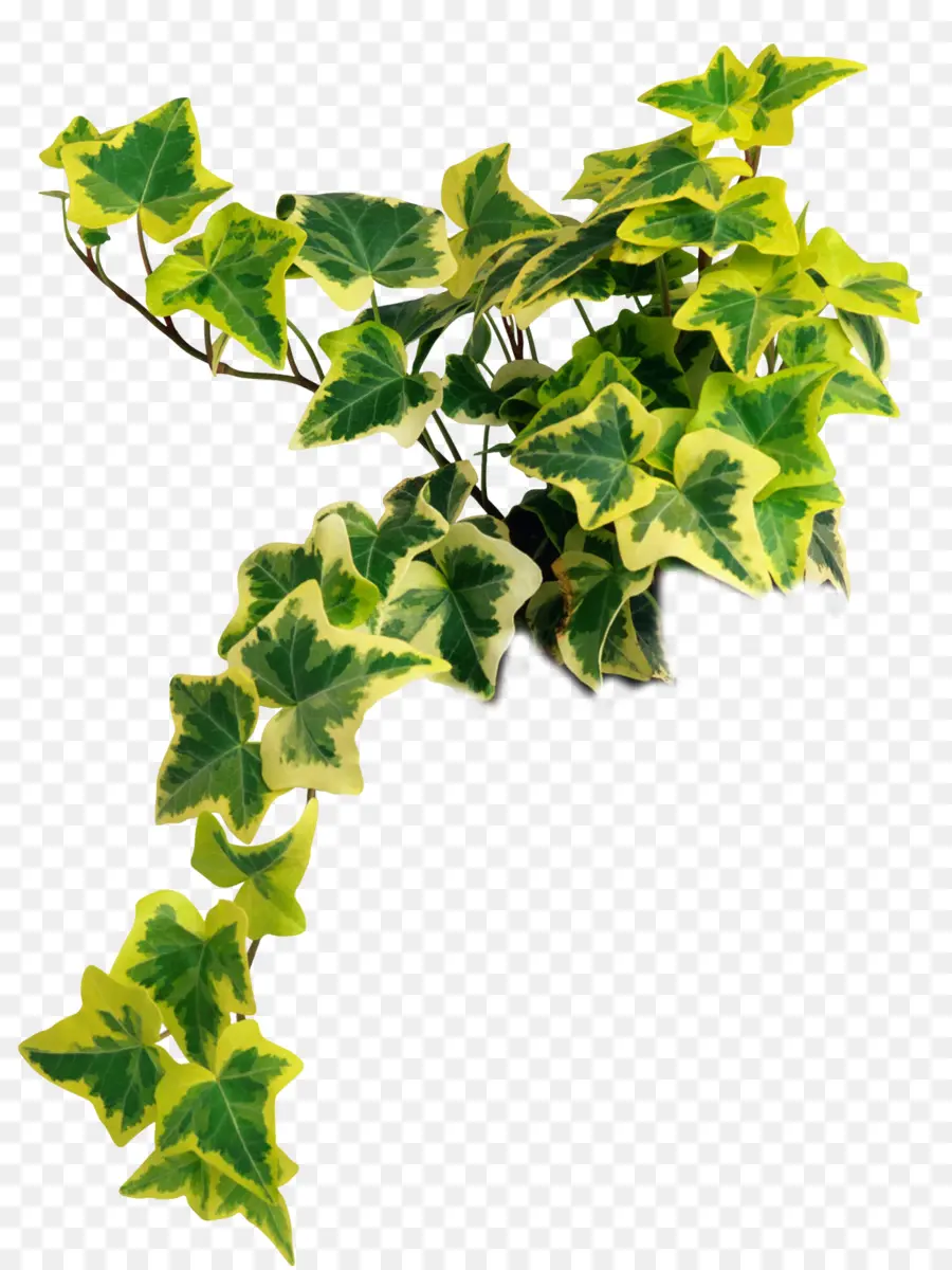 плющ обыкновенный，комнатное растение PNG