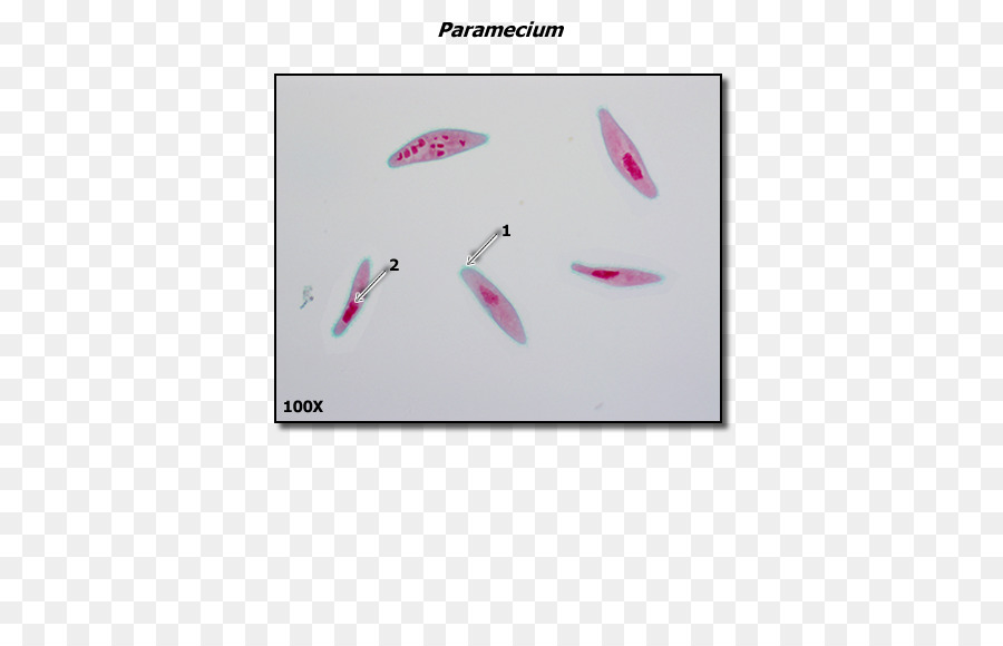 Парамеция，микроскоп PNG