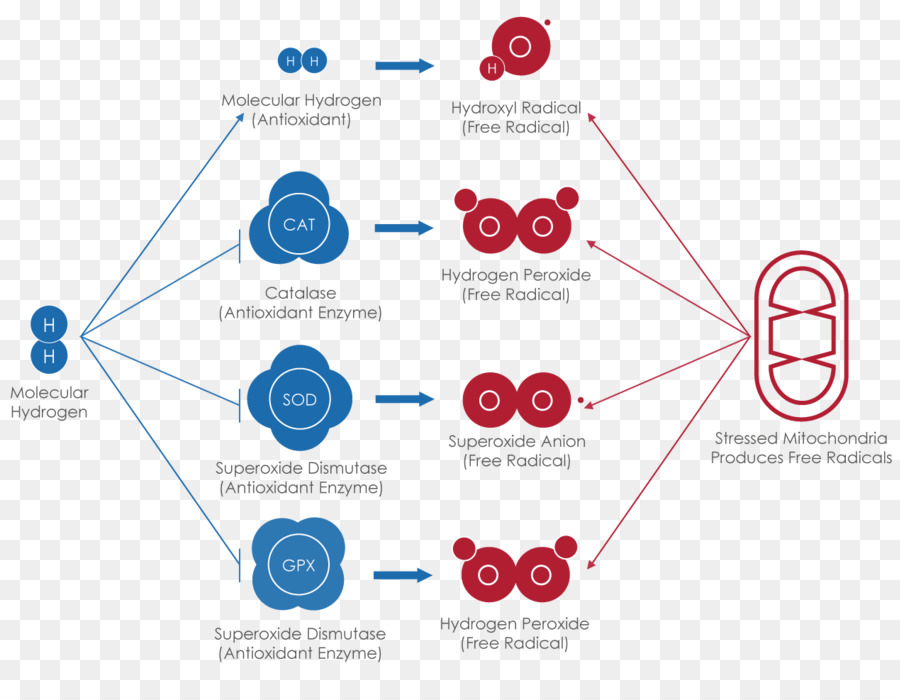 антиоксидант，водорода PNG