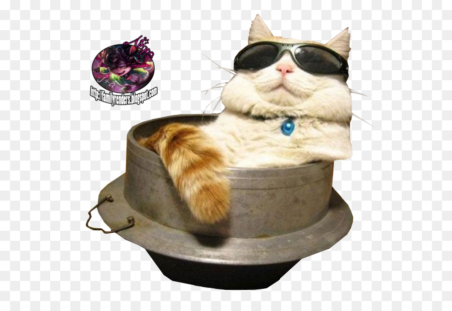 кошка，солнцезащитные очки PNG