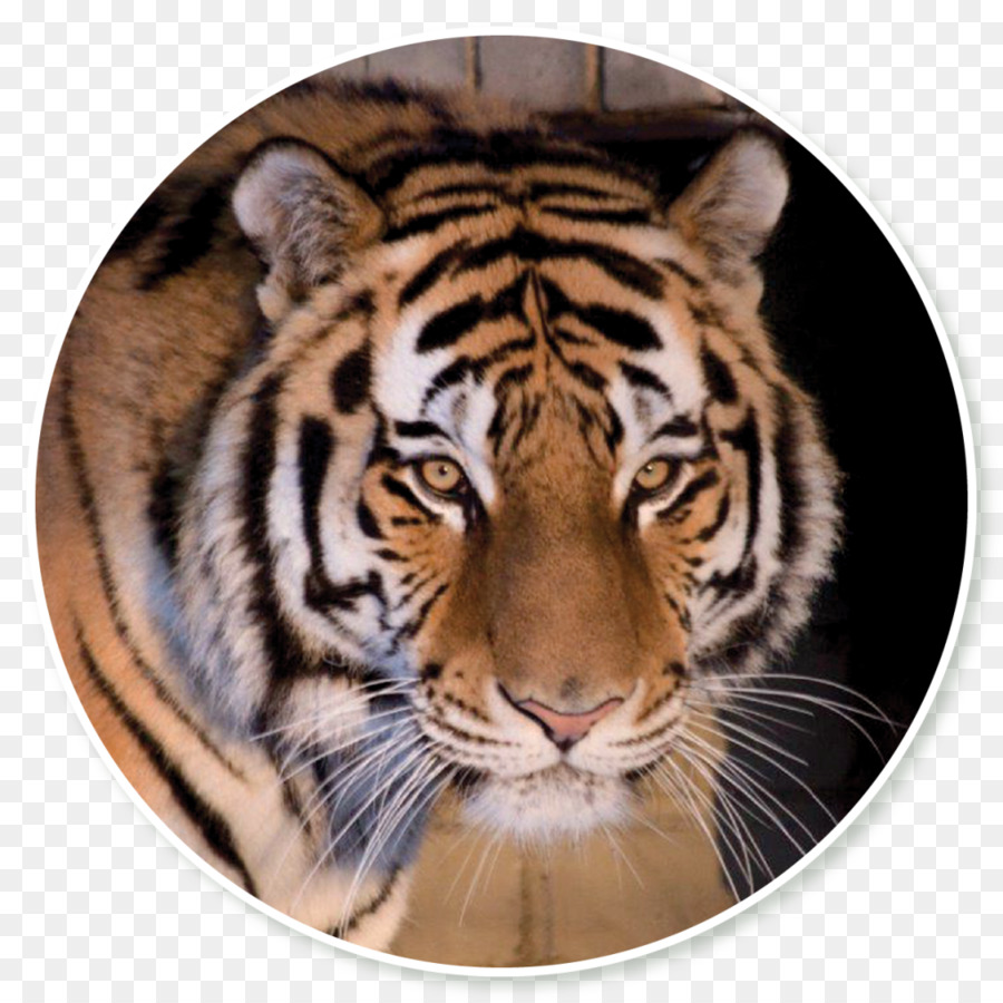 таллиннский зоопарк，тигр PNG