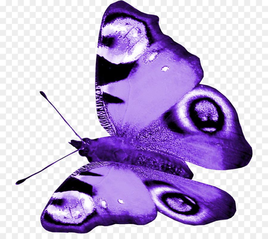 Фиолетовые бабочки картинки. Бабочка фиолетовая. Сиреневые бабочки. Сиреневые бабочки на прозрачном фоне. Фиолетовая бабочка на белом фоне.