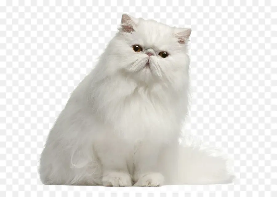 персидская кошка，британская длинношерстная PNG