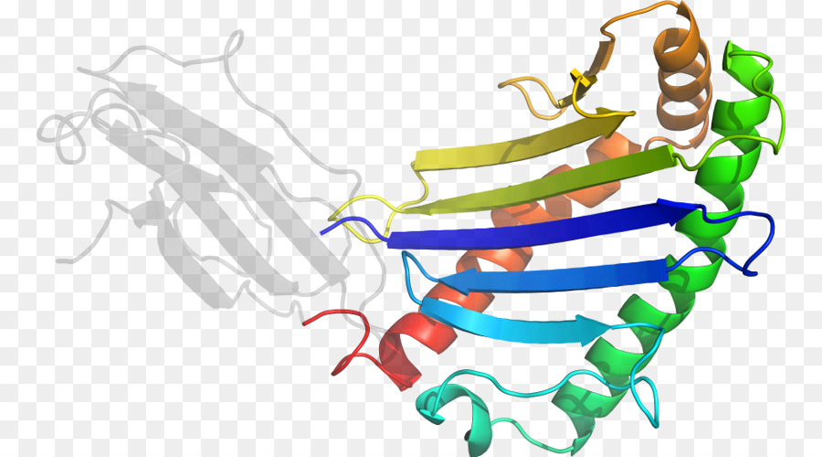 структура белка，молекула PNG