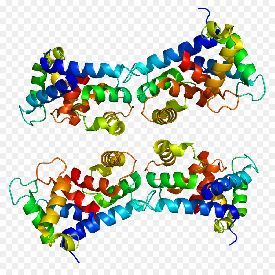 Структура белка，Молекула PNG