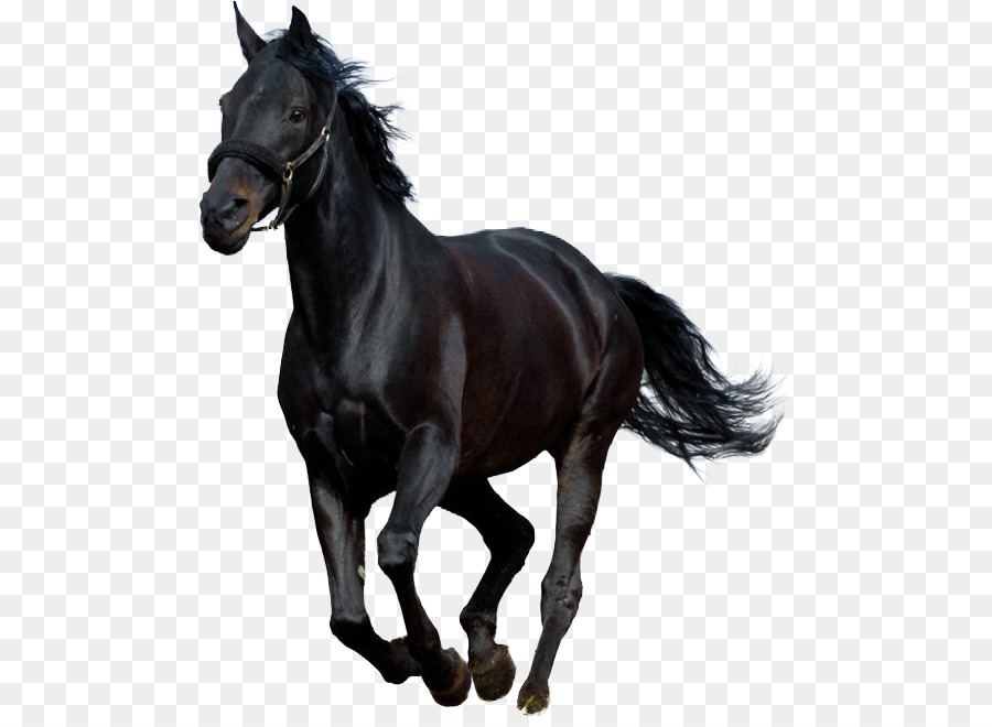 Книга черный конь. Лошади. Покупка лошадей.
