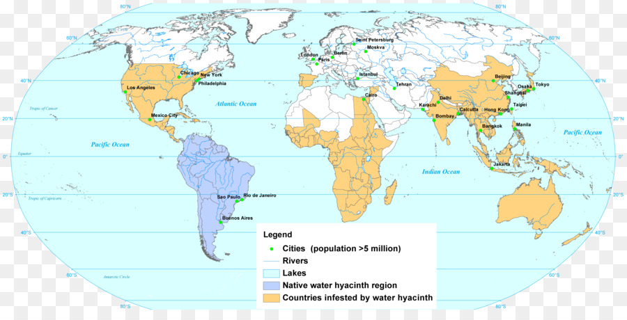 общие водного гиацинта，земноводные PNG