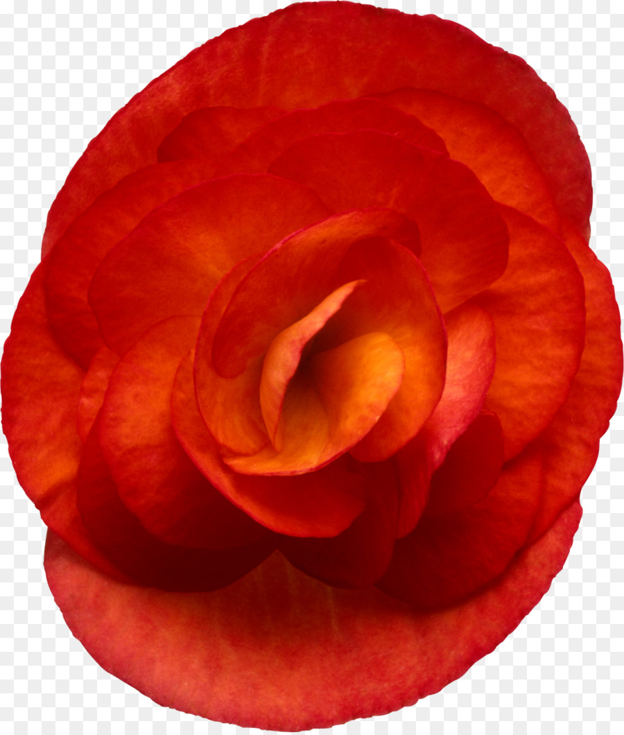 сад роз，высокий бегония PNG