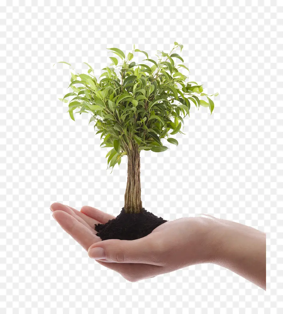 Stock Photography，Tree PNG