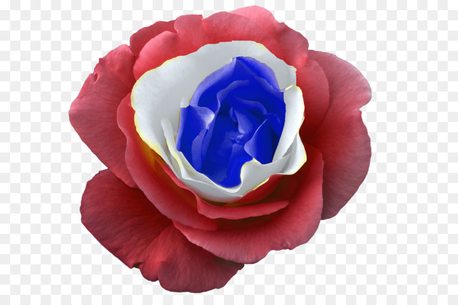 сад роз，Франция PNG