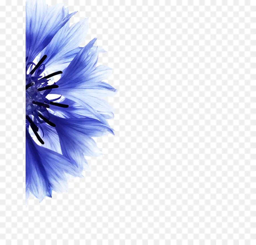 Василек，цветок PNG