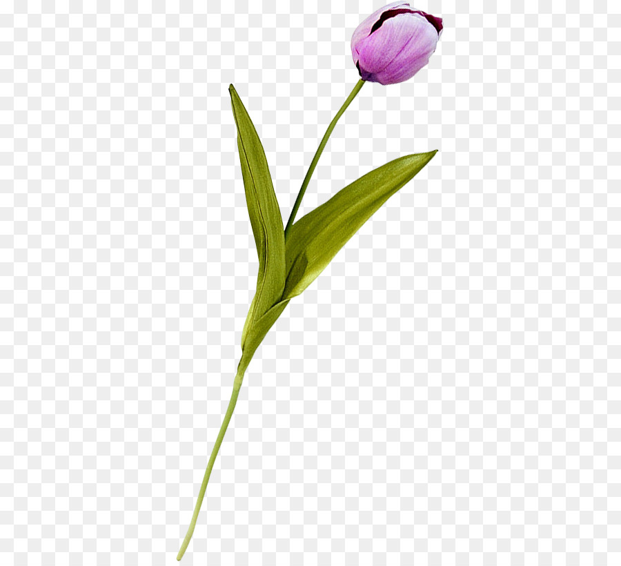 тюльпан，стебель растения PNG