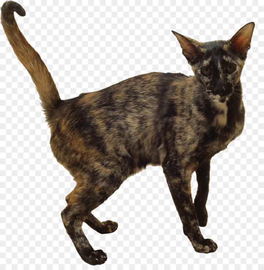 внутренние короткошерстная кошка，европейская короткошерстная PNG
