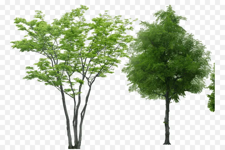 дерево，перевода PNG