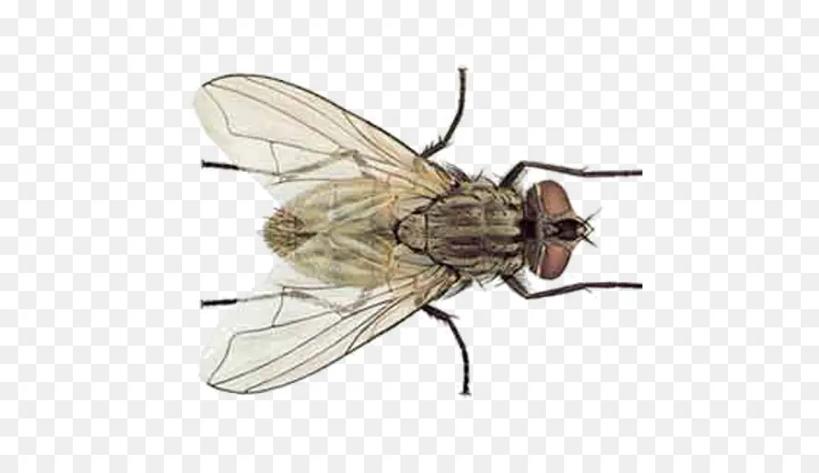 насекомое，муха PNG