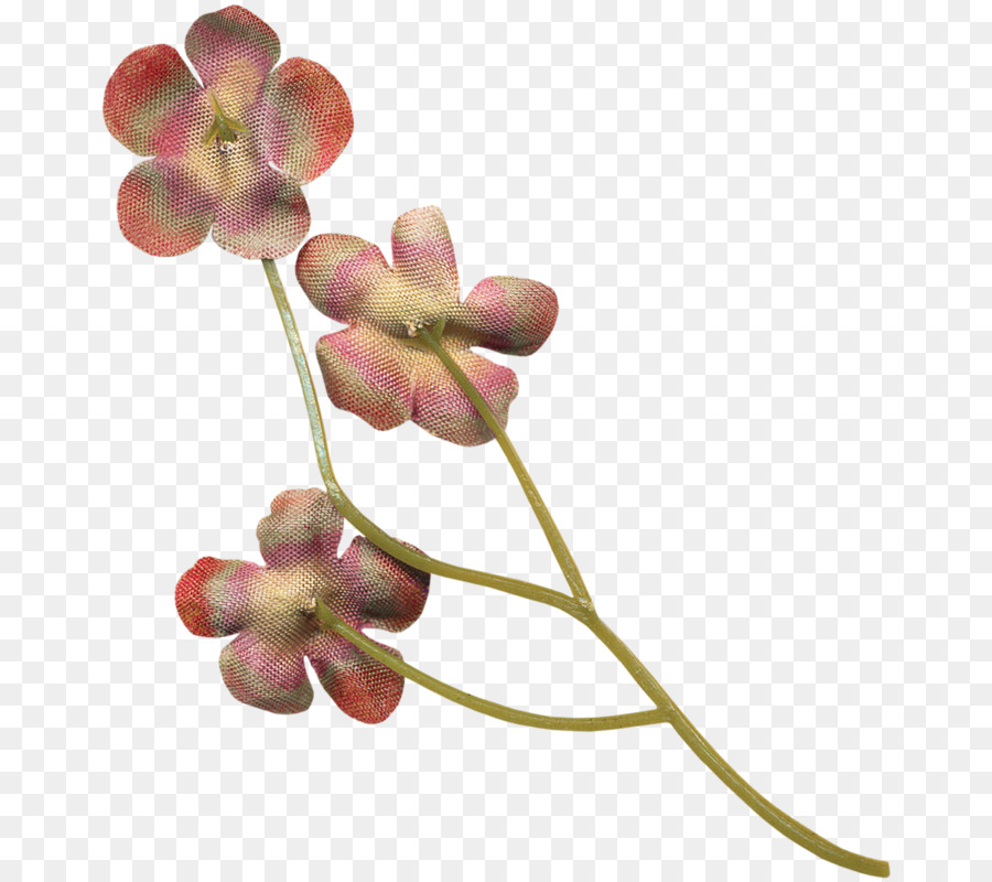 мотылек орхидеи，скрапбукинг PNG