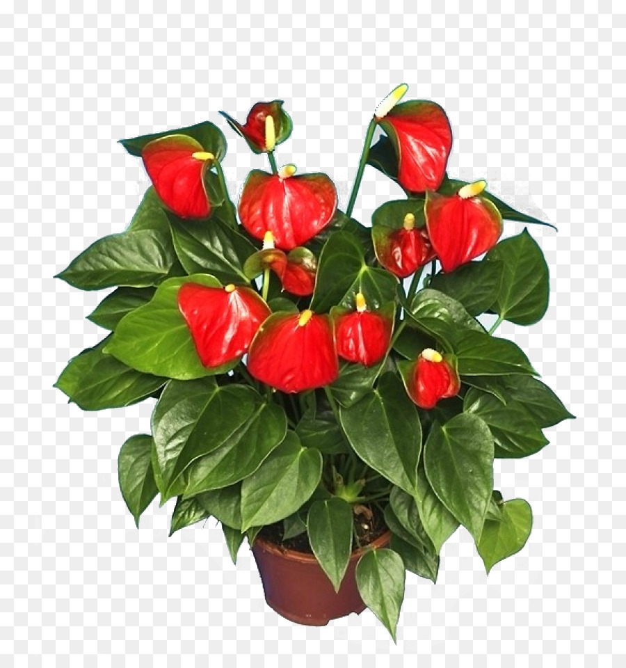 Красный антуриум цветок семейного счастья фото