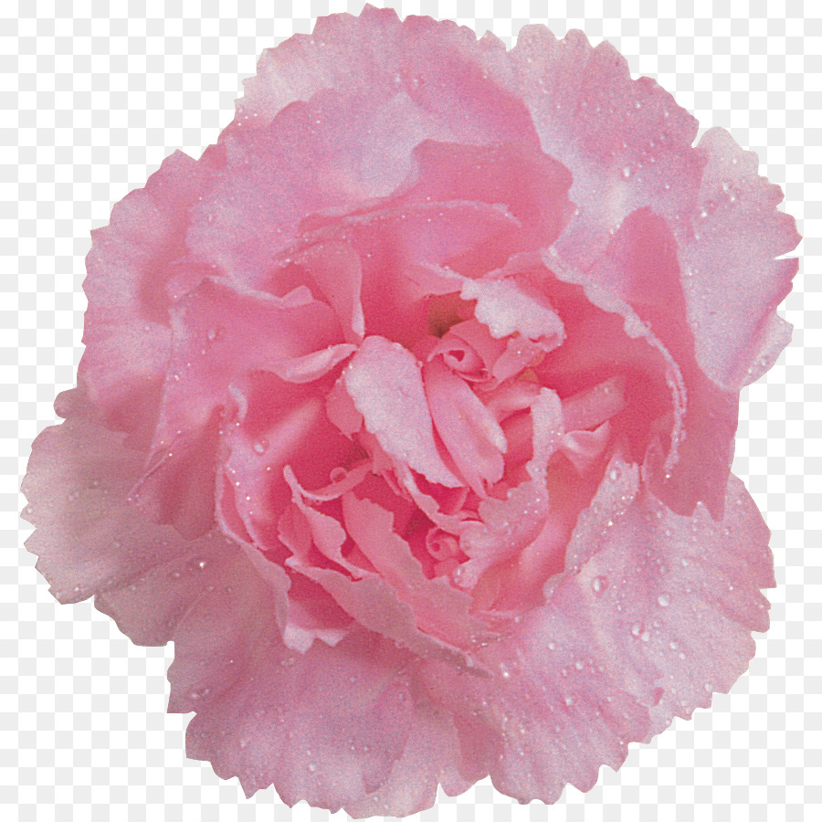 столистная роза，цвет PNG