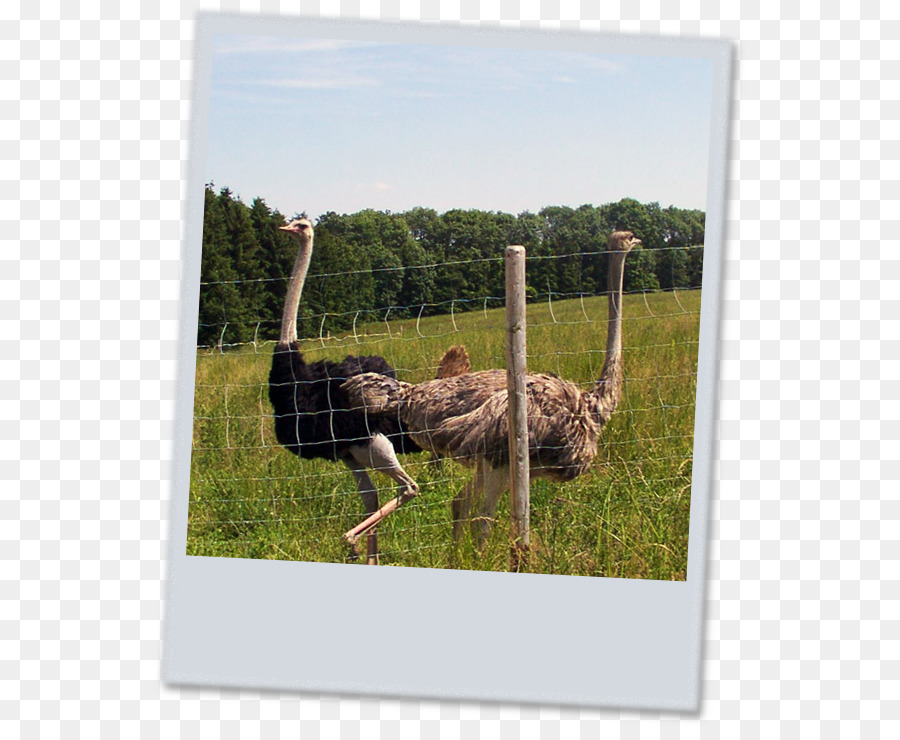 Common Ostrich，Emu PNG
