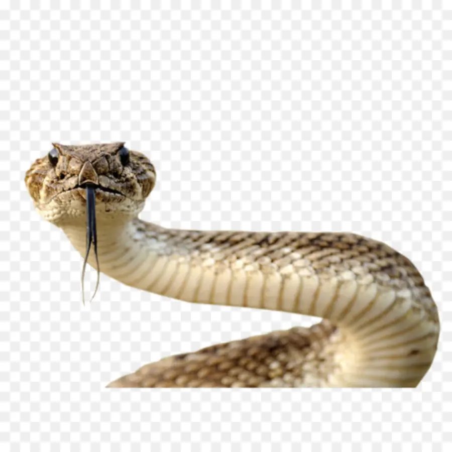 змея，разрешение изображения PNG