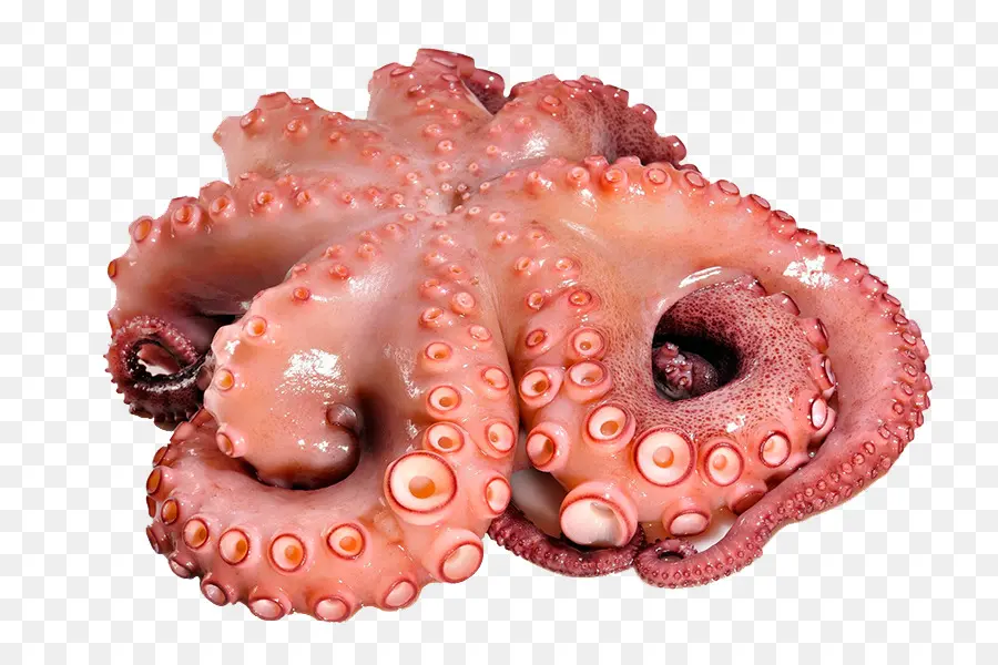 осьминог，кальмары в качестве пищи PNG