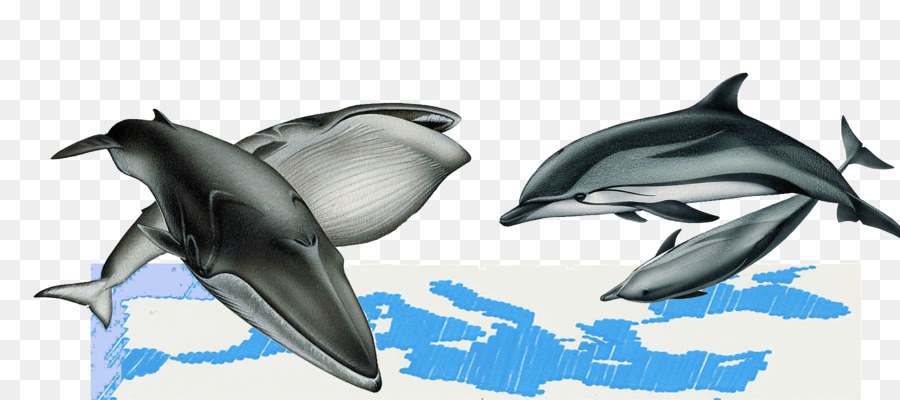 полосатый Дельфин，Roughtoothed Дельфин PNG
