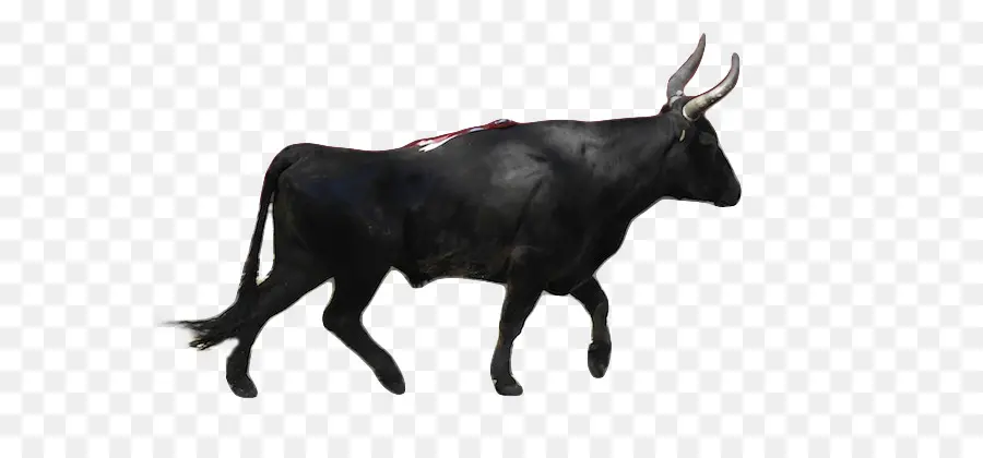 бык，камарг крупного рогатого скота PNG