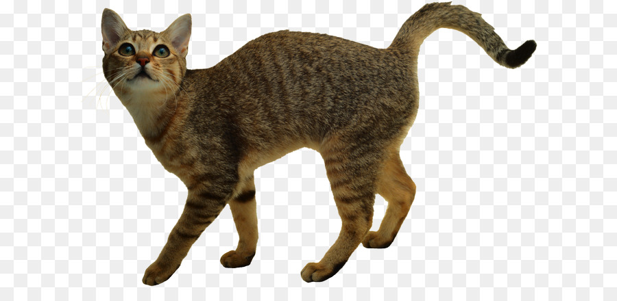 персидская кошка，искусство PNG