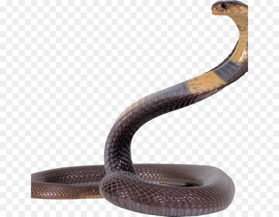 змея，гадина PNG