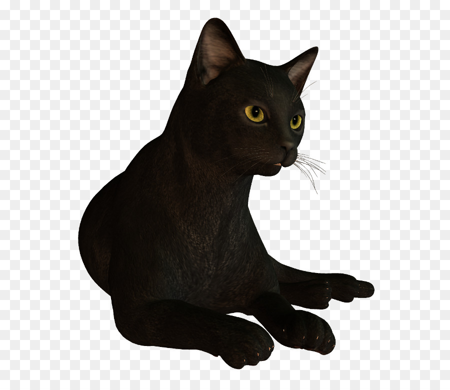 черный кот，бомбейская кошка PNG