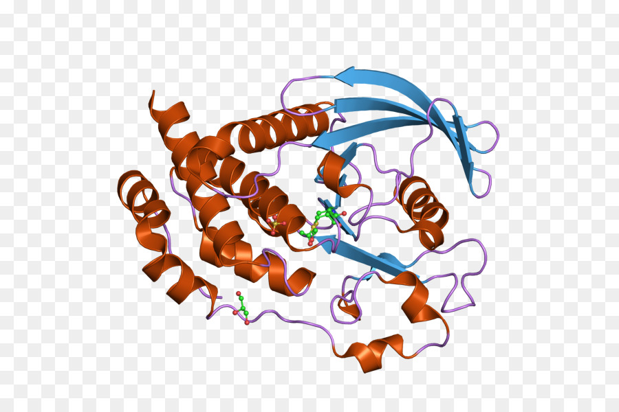 Структура белка，Молекула PNG