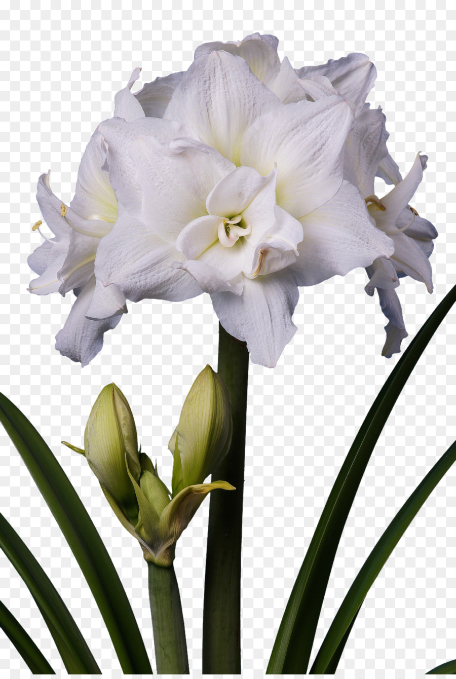 амариллис，цветок PNG