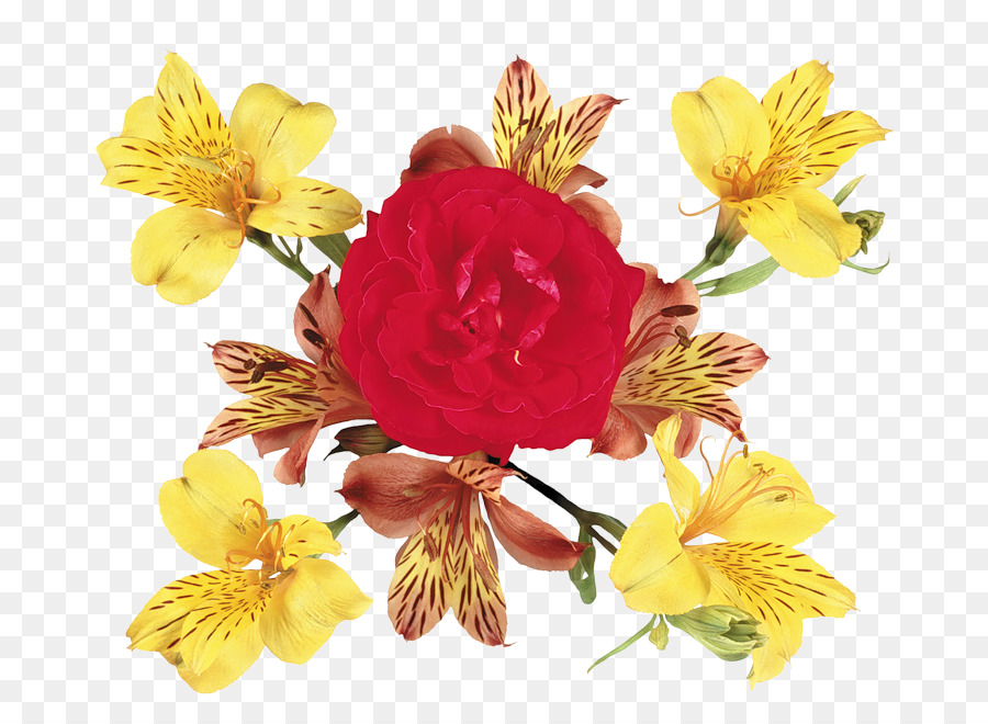 цветок，Alstroemeriaceae PNG