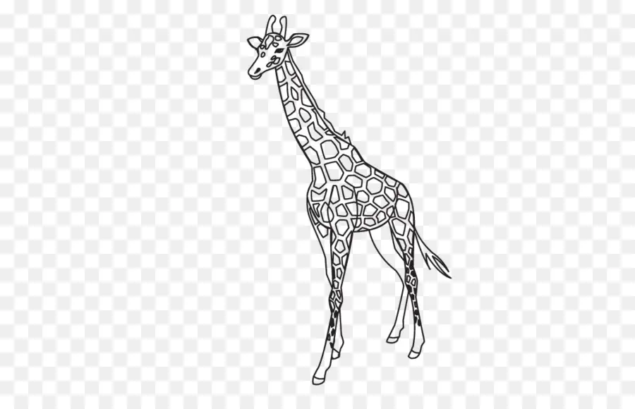 жираф，контур PNG