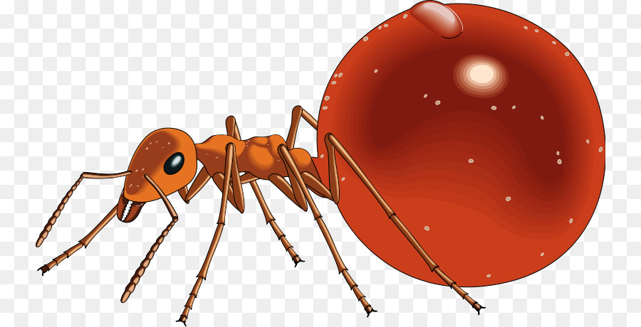 Ант，приманки муравея PNG
