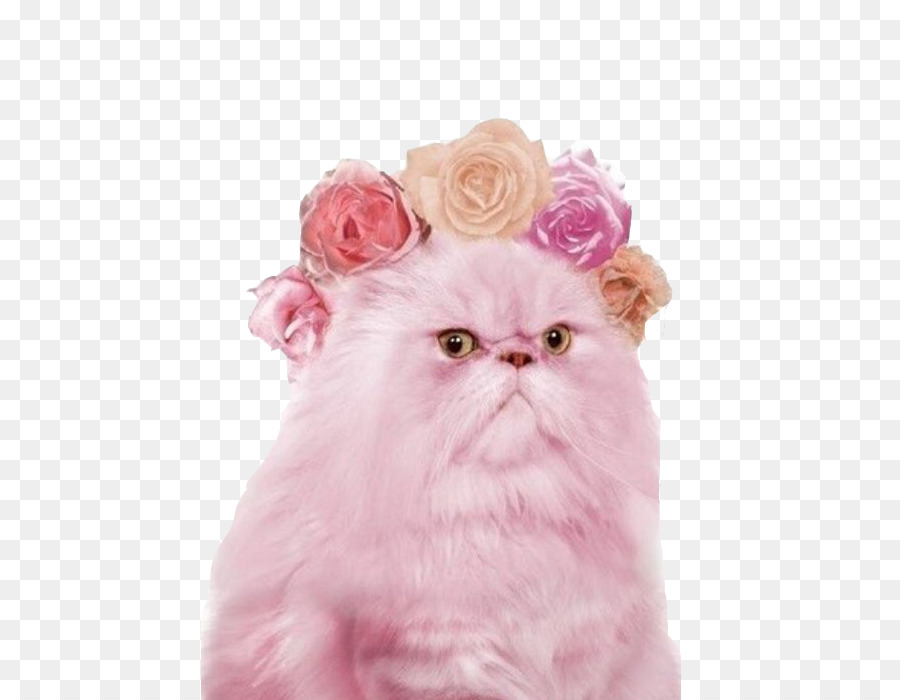 Розовая Кошка Фото