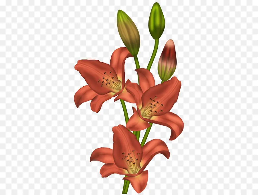 тигровая Лилия，цветок PNG