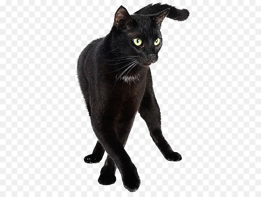 Черная кошка，кошачий PNG