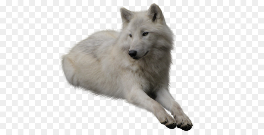 Койот，арктический волк PNG