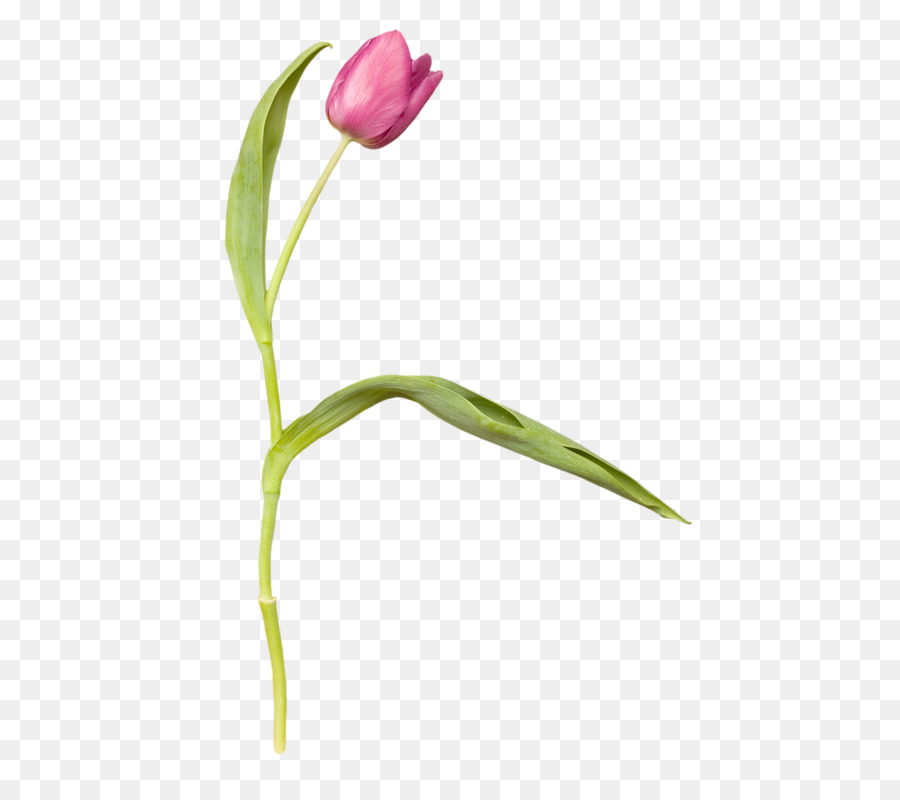 тюльпан，фотография PNG