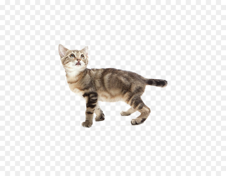 полосатый кот，американская короткошерстная PNG