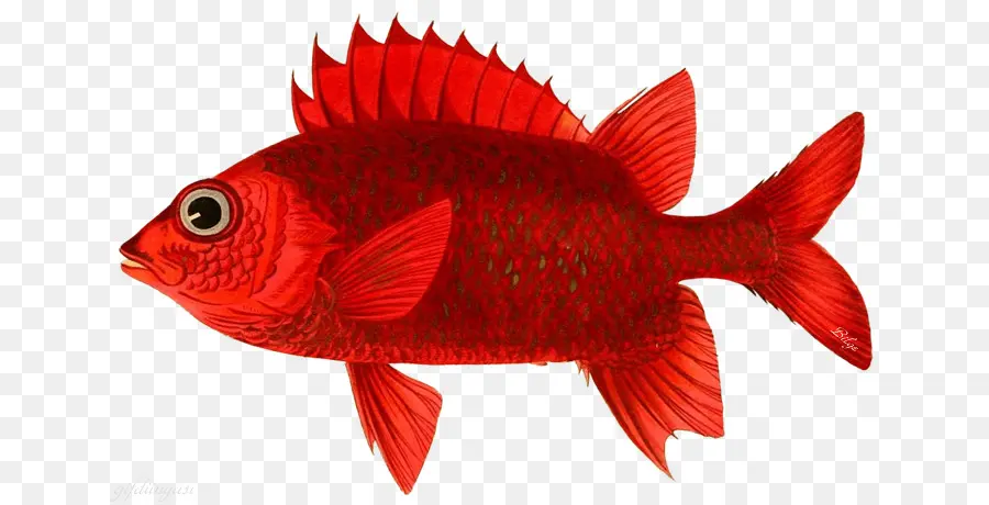 северные красный луциан，Золотая рыбка PNG