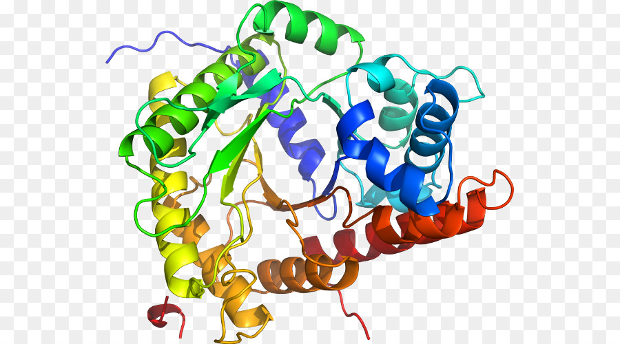 Структура белка，Молекула PNG