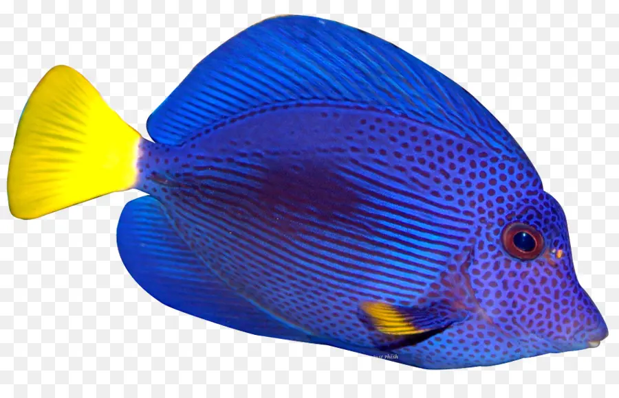 скалярии，тропические рыбы PNG