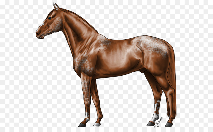 жеребец，лошади ганноверской PNG