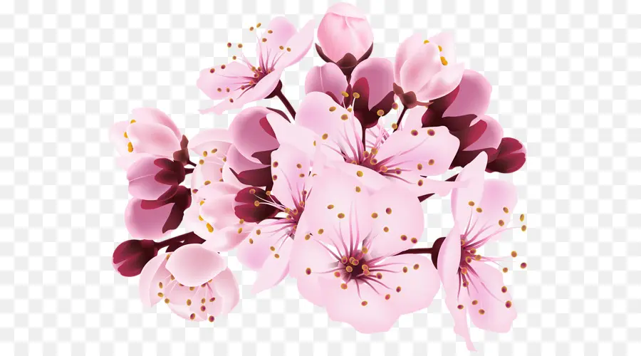 цвести，вишня в цвету PNG